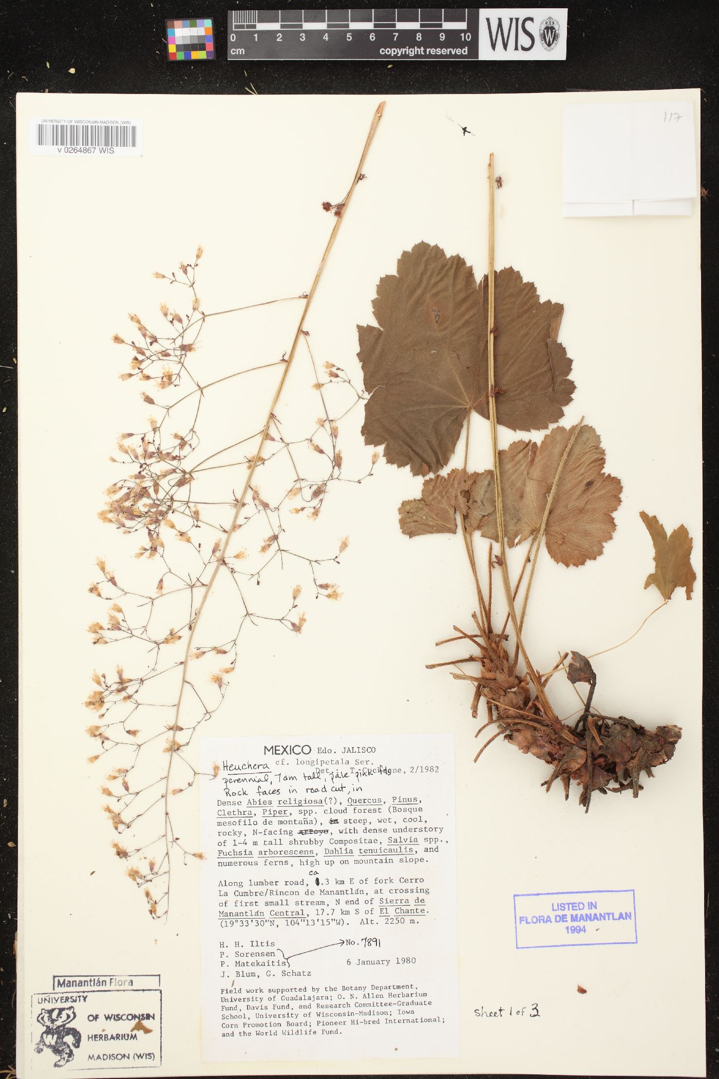 Heuchera mexicana image