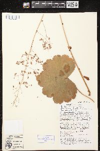 Heuchera mexicana image