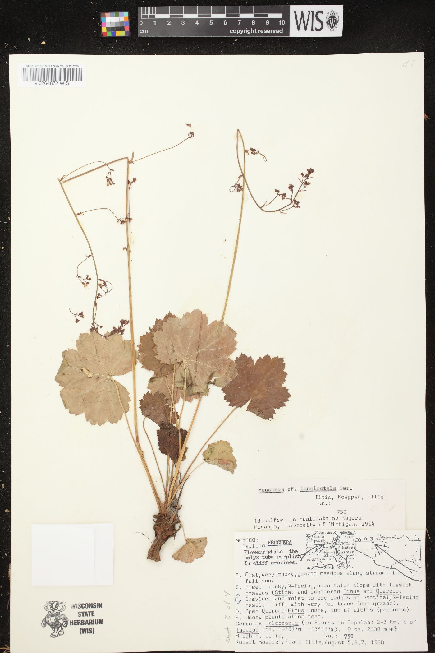 Heuchera mexicana image