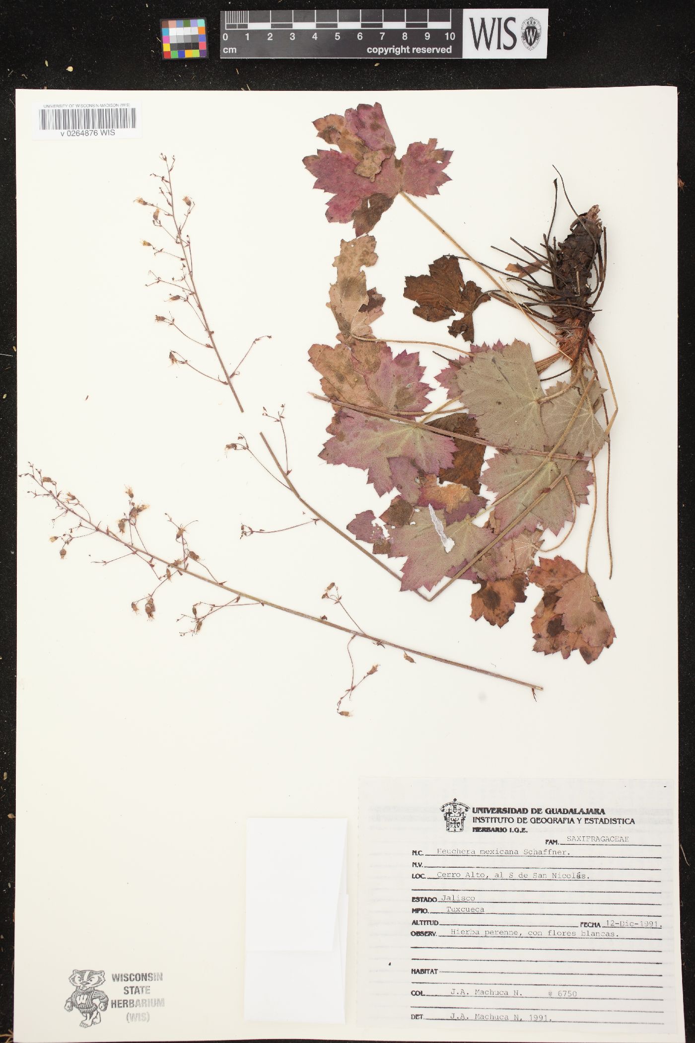 Heuchera mexicana var. mexicana image