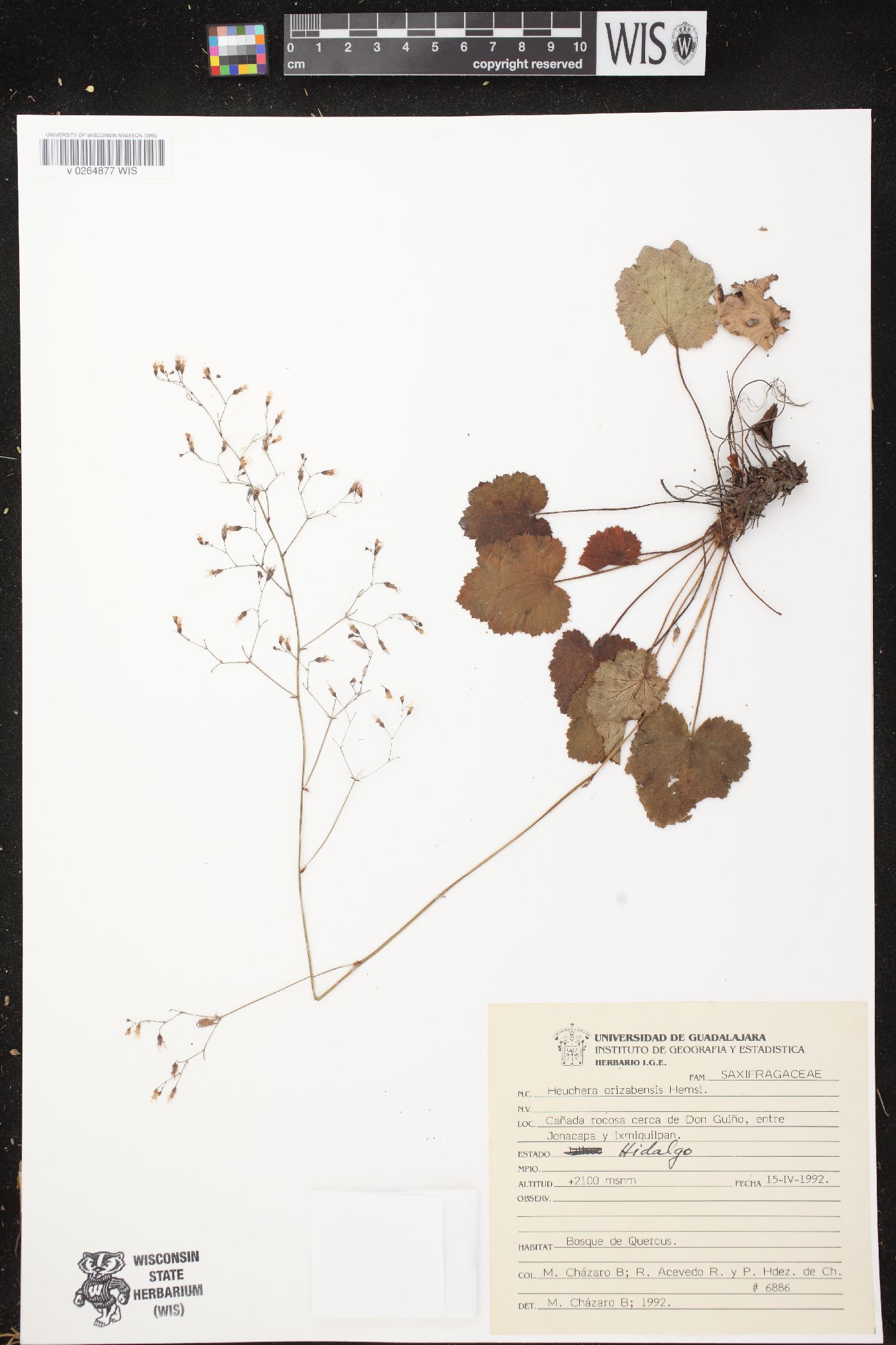 Heuchera longipetala image