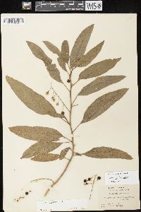 Solanum bahamense image