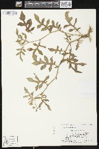Solanum carolinense var. floridanum image