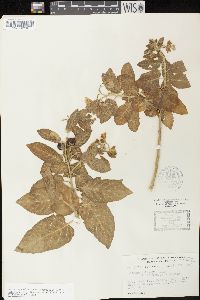 Solanum clokeyi image