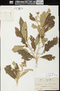 Solanum donianum image