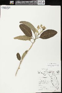 Solanum donianum image