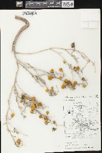 Solanum elaeagnifolium image