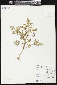 Solanum heterodoxum var. setigeroides image