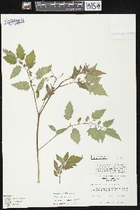 Solanum lycopersicum image