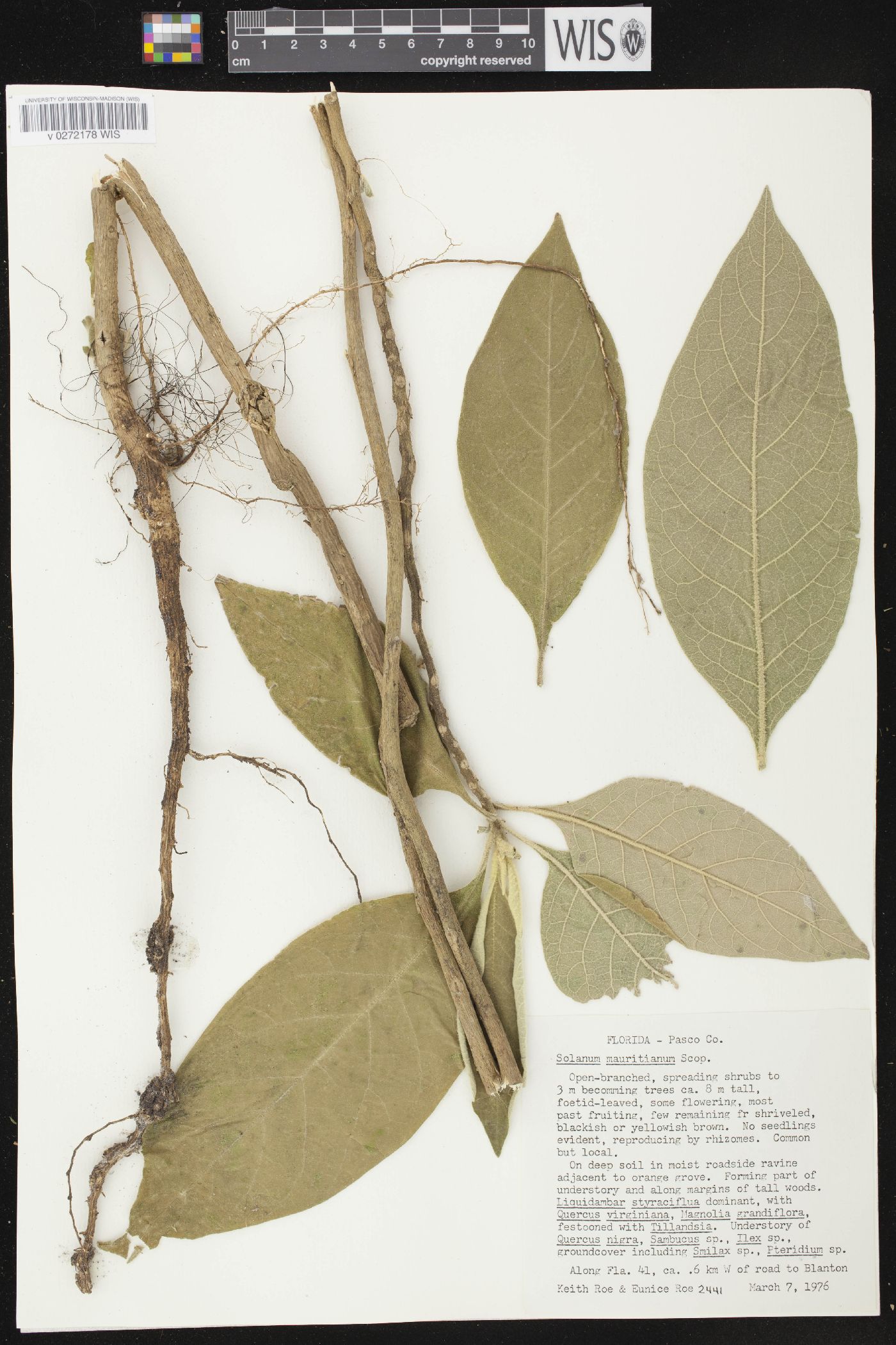 Solanum mauritianum image
