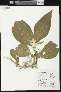 Solanum mauritianum image