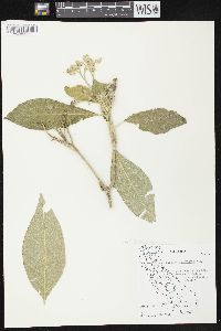 Solanum mauritianum image