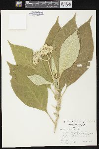 Solanum mauritianum image