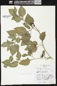 Solanum nigrum image