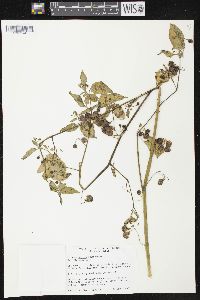 Solanum ptychanthum image