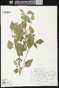 Solanum ptychanthum image