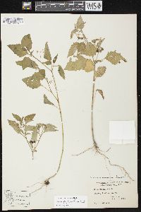 Solanum ptychanthum image