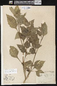 Solanum ptychanthum image