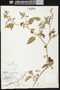 Solanum ptychanthum image