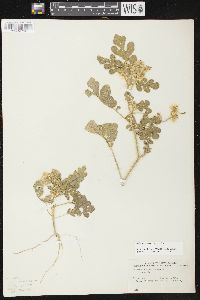 Solanum rostratum image