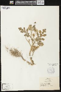 Solanum rostratum image