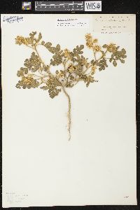 Solanum rostratum image