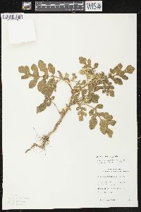 Solanum rostratum image