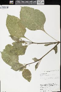 Solanum scabrum image