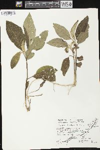 Solanum donianum image