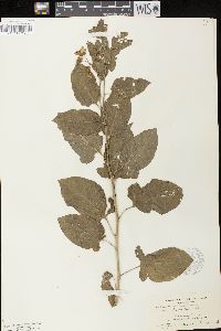 Solanum xanti var. intermedium image