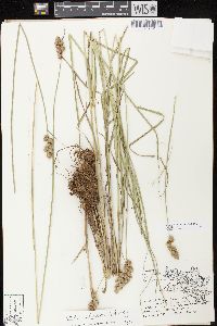 Carex alata image