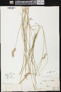 Carex alata image