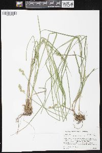 Carex albolutescens image