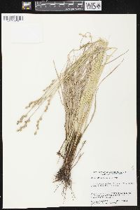 Carex albolutescens image