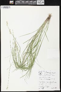 Carex albolutescens image