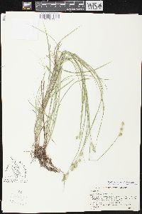 Carex albolutescens image