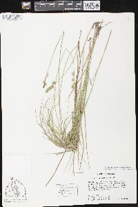 Carex albolutescens image