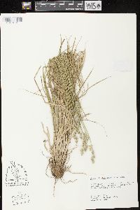 Carex albolutescens image