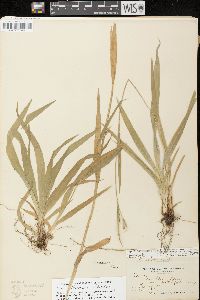 Carex albursina image