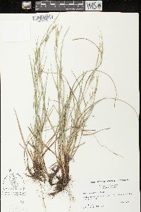 Carex planispicata image