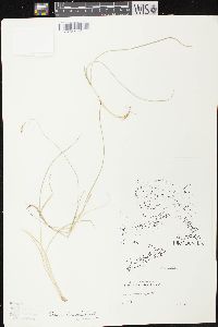Carex anthoxanthea image