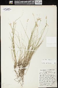 Carex echinata image