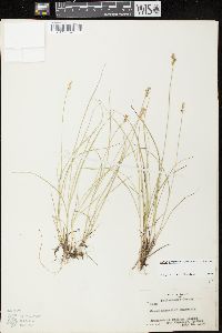 Carex echinata subsp. echinata image