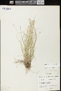 Carex echinata subsp. echinata image