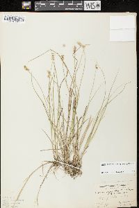 Carex echinata image