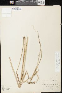 Carex aquatilis var. aquatilis image