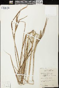 Carex aquatilis var. aquatilis image