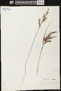 Carex aquatilis var. aquatilis image