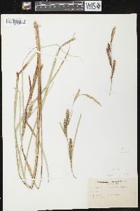 Carex aquatilis var. aquatilis image