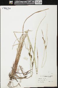 Carex aquatilis var. aquatilis image